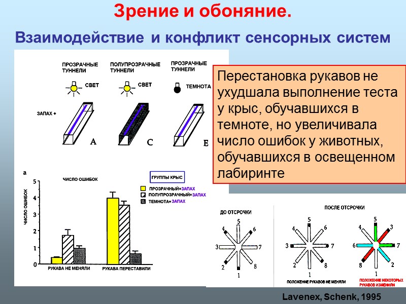 Lavenex, Schenk, 1995 Зрение и обоняние.  Взаимодействие и конфликт сенсорных систем